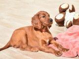 10 chiots Setters Irlandais LOF disponibles &agrave; la r&eacute;servation