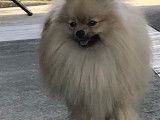 Loulou de Poméranie disponible pour saillie