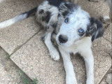 À acheter : 2 chiots Border Collie non LOF bleu merle
