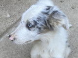À acheter : 2 chiots Border Collie non LOF bleu merle