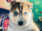 10 chiots Husky Sibériens à réserver (non LOF)