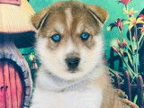 10 chiots Husky Sibériens à réserver (non LOF)