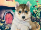 10 chiots Husky Sibériens à réserver (non LOF)