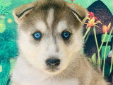 10 chiots Husky Sibériens à réserver (non LOF)