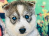 10 chiots Husky Sibériens à réserver (non LOF)