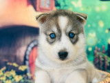 10 chiots Husky Sibériens à réserver (non LOF)