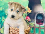10 chiots Husky Sibériens à réserver (non LOF)