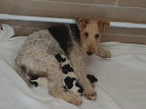 Mise à la réservation de 4 chiots Fox Terriers à Poil Dur LOF tricolores