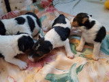 Mise à la réservation de 4 chiots Fox Terriers à Poil Dur LOF tricolores