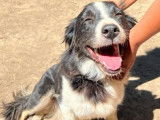 À vendre : chienne Border Collie noire et blanche tricolore âgée de 5 ans (LOF)