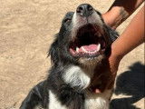 À vendre : chienne Border Collie noire et blanche tricolore âgée de 5 ans (LOF)