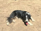 À vendre : chienne Border Collie noire et blanche tricolore âgée de 5 ans (LOF)