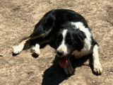 À vendre : chienne Border Collie noire et blanche tricolore âgée de 5 ans (LOF)
