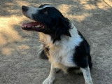 À vendre : chienne Border Collie noire et blanche tricolore âgée de 5 ans (LOF)