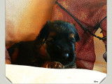 Vente de deux chiots Bergers Allemands mâles noir et feu à poils longs (LOF)