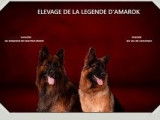 Vente de deux chiots Bergers Allemands mâles noir et feu à poils longs (LOF)