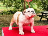 Chiot Bouledogue Anglais femelle fauve et blanc (LOF)