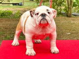 Chiot Bouledogue Anglais femelle fauve et blanc (LOF)