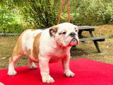Chiot Bouledogue Anglais femelle fauve et blanc (LOF)