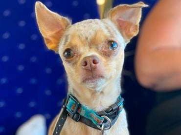 Disponible pour une saillie, Chihuahua mâle fauve âgé d’un an (LOF)