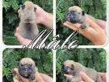 À réserver, 7 chiots Bouledogues Français (non LOF)