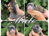 À réserver, 7 chiots Bouledogues Français (non LOF)