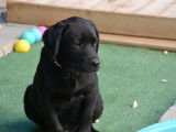 Vente de deux chiots Labradors noirs (LOF)