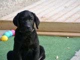 Vente de deux chiots Labradors noirs (LOF)