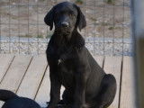 Vente de deux chiots Labradors noirs (LOF)