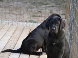 Vente de deux chiots Labradors noirs (LOF)