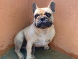 &Agrave; vendre, chien Bouledogue Fran&ccedil;ais fauve sable (LOF)