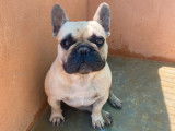 &Agrave; vendre, chien Bouledogue Fran&ccedil;ais fauve sable (LOF)