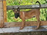 Vente d&rsquo;un chiot Berger Belge Malinois fauve bring&eacute; (non LOF)
