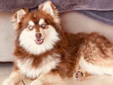 Vente d&rsquo;un chiot Pomsky m&acirc;le beige et blanc (non LOF)
