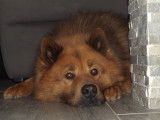 Jango, Eurasier LOF fauve charbonné pour saillie