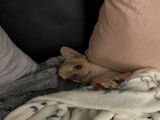 Chihuahua mâle pour saillie