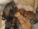 Chiots Shiba Inu LOF à vendre