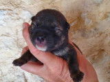 Tanuki - Bébé 5 mâle