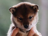 Kancho (bébé 1 femelle) réservée