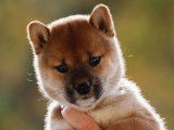 Tsushima (bébé 2 femelle) réservée