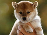 Takeo (bébé 3 mâle) réservé