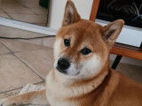 Mâle Shiba Inu LOF de 3ans