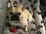 Bouledogue Français disponible pour saillie