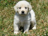 À vendre 7 chiots Goldens Retrievers LOF au pelage sable