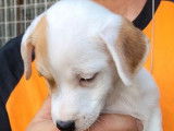 2 chiots Jack Russells Terriers LOF à réserver