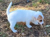 2 chiots Jack Russells Terriers LOF à réserver