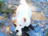 2 chiots Jack Russells Terriers LOF à réserver