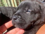 Disponible un chiot femelle Cane Corso LOF fauve