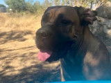 Disponible un chiot femelle Cane Corso LOF fauve