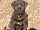 Disponible un chiot femelle Cane Corso LOF fauve